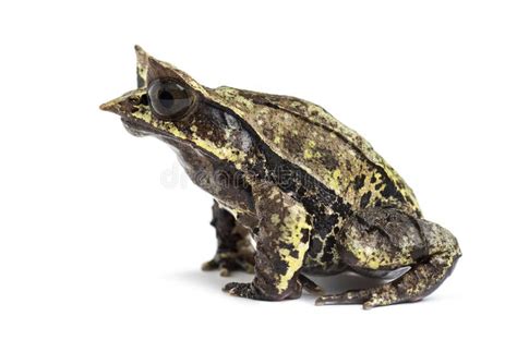 Long Nosed Horned Frog Facing At The Camera Megophrys Nasuta Stock