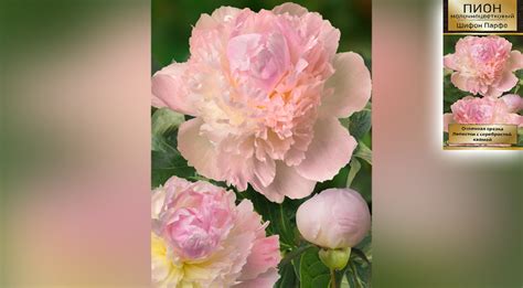 Пинк Парфейт Пион Фото — Mixyfotos.ru