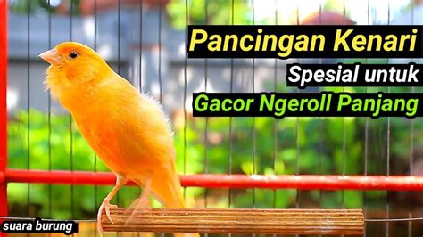 Pancingan Kenari Gacor Nembak Panjang Suara Burung Masteran Kenari