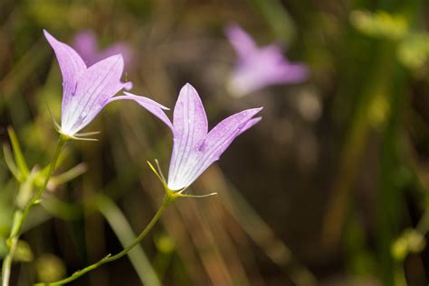 Campanula sp Ramon Oromí sobreelterreny Flickr