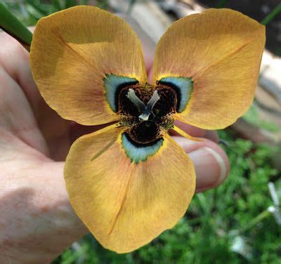 Growing Cool Plants New Moraea Hybrids Cool Plants Unusual