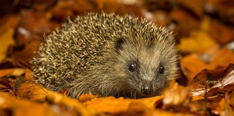 Naturdetektive F R Kinder Naturdetektive De Igel