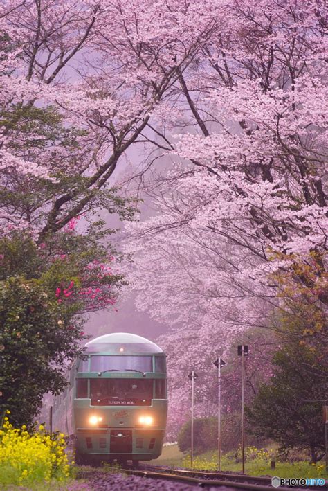 桜のトンネル By Sng （id：9499267） 写真共有サイトphotohito