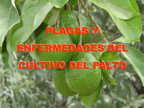 Plagas Y Enfermedades Del Cultivo Del Palto Ppt Descargar