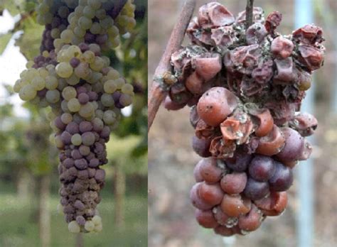 Botrytis cinerea, Botritis de la Vid o podredumbre: Síntomas y Control 