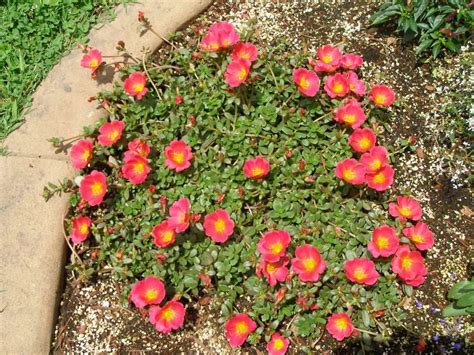 Portulaca Oleracea Common Purslane Rau Sam