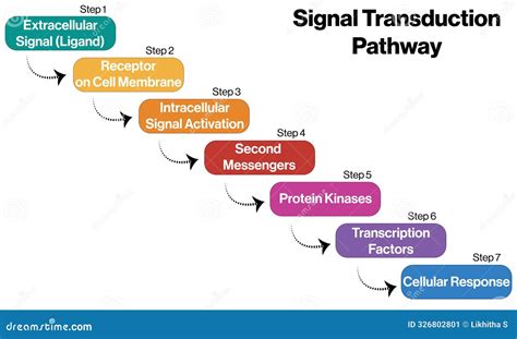 Signal Transduction Camp Activates Various Protein Kinases Stock Image