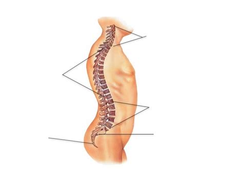 A PI Lab Vertebral Column Diagram Quizlet