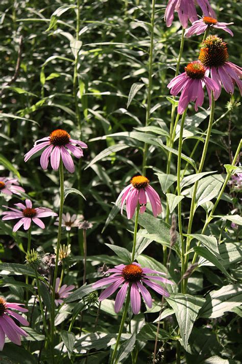 Purple Prairie Coneflower