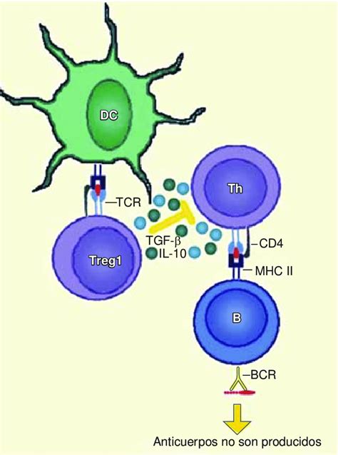 Los Linfocitos T Reguladores Tipo Tr Mediante La Secreci N De