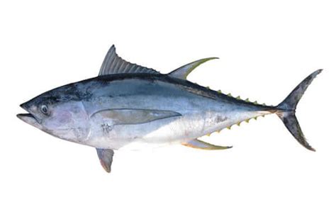 Premium Bigeye Tuna Supply And Export From Australia