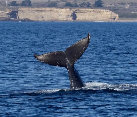 Humpback Whales Breaching Tail Throws Santa Cruz Whale Watching