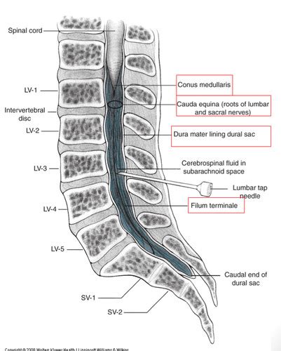 Spinal Cord Flashcards Quizlet