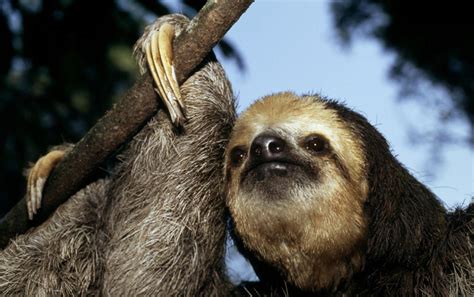 Top 10 facts about Sloths | WWF