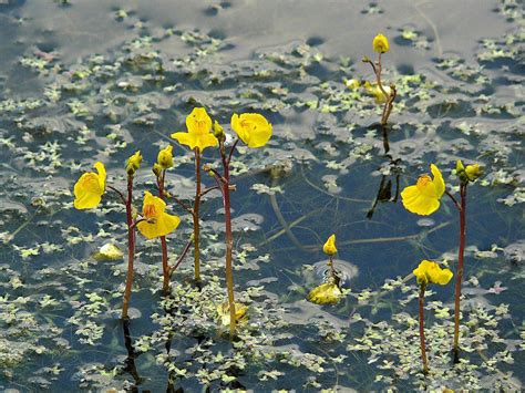 Plantas Graciosas Que Na Verdade S O Carn Voras