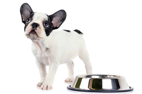 Can I Feed My Puppy Fruits And Vegetables