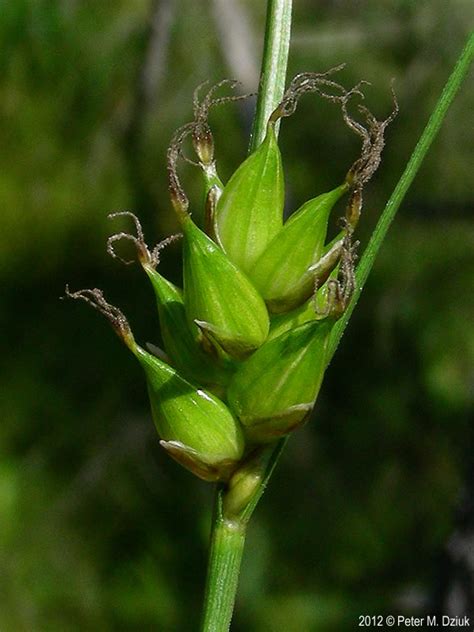 Carex Oligosperma Few Seeded Sedge Minnesota Wildflowers