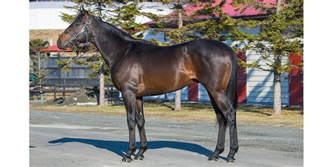 下河辺牧場 牧場現地リポート｜2歳馬牧場リポート2023春｜競馬情報ならjra Van