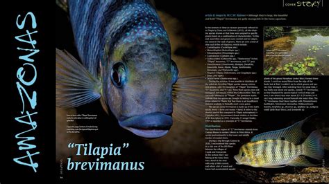 Video Inside Look Amazonas Magazine Xl West African Cichlids Amazonas Magazine