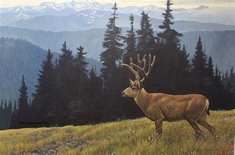 Art Country Canada - ROBERT BATEMAN Black-Tailed Deer In The Olympics ...