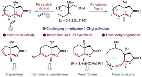 Access To Unsaturated Bicyclic Lactones By Overriding Conventional C