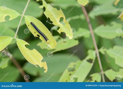 Caterpillar On A Green Leaf Worm Eating Green Leaves Stock Image