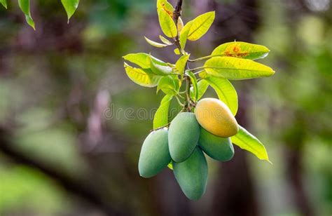 Tropical Mango Fruit Numerous on the Tree in Harvest Season, Known As ...