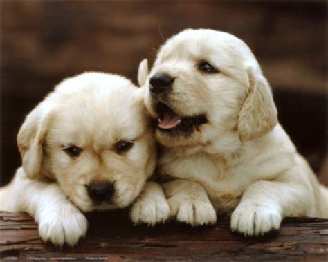 Imagenes de perritos tiernos bebes - Imagui