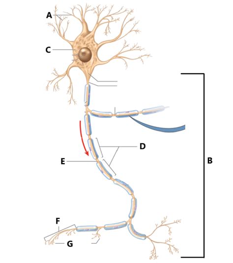 Nerve Diagram Diagram Quizlet