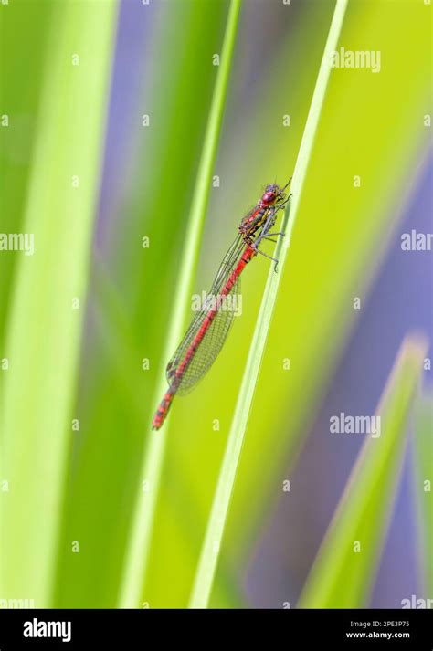 Damselfly larvae hi-res stock photography and images - Alamy