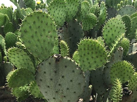 Nopales Plant