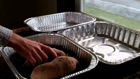 How To Start Your Own Sweet Potato Slips Youtube