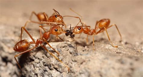 Fight Them With Fire How To Kill Fire Ants In Your Yard In Newsweekly