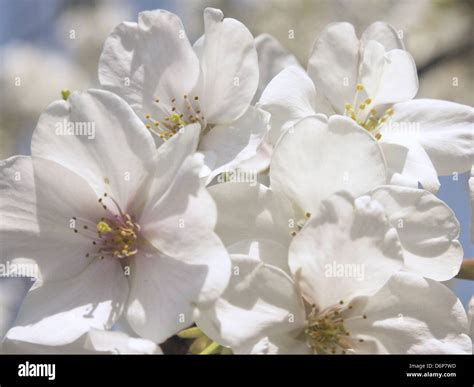 Japan, Tokyo, cherry, Yoshino cherry (Prunus × yedoensis) white cherry ...