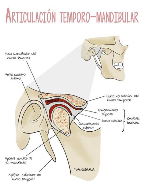 Articulación Temporo Mandibular Daphnee Gonzales uDocz