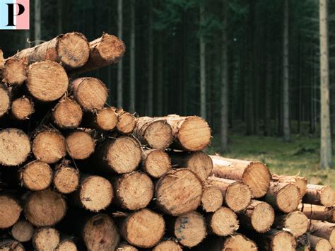 Tout Ce Qu Il Faut Savoir Sur Le St Re De Bois Pour Votre Chauffage