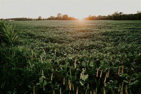 Top Varieties Of Soybean In Madhya Pradesh