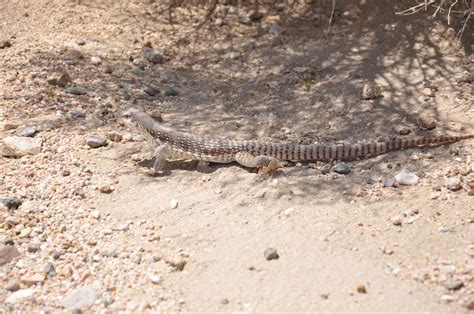 Desert Iguanas Dipsosaurus Dorsalis Are Native Reptiles To Both The