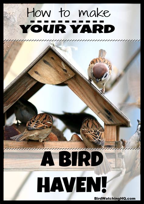 Attract Birds With These Simple Strategies [2021] How To Attract Birds Backyard Birds