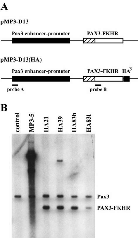 Creation Of PAX3 FKHR Transgenic Mice A The Two Transgene