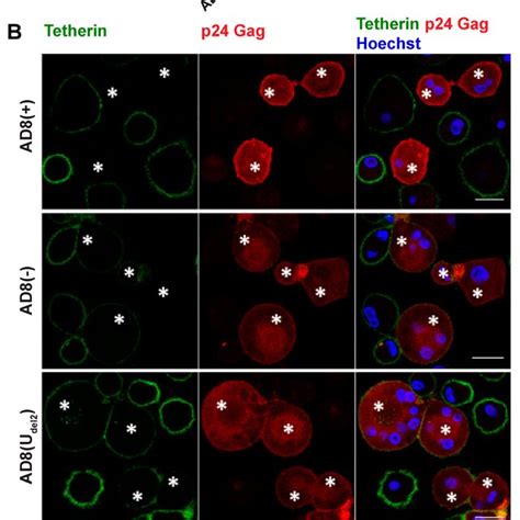 Human Immunodeficiency Virus Type 1 HIV 1 AD8 Infected Macrophages