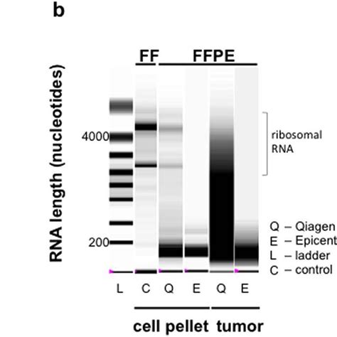 Effect of RNA purification method on RNA concentration and integrity ... 
