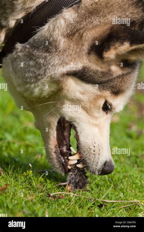 Siberian Husky Canis Lupus Familiaris Nipping And Despatching A Vole