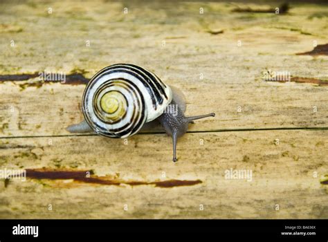 Wood Surface Snail From Above Animal Inner Snail Mollusk Mollusk