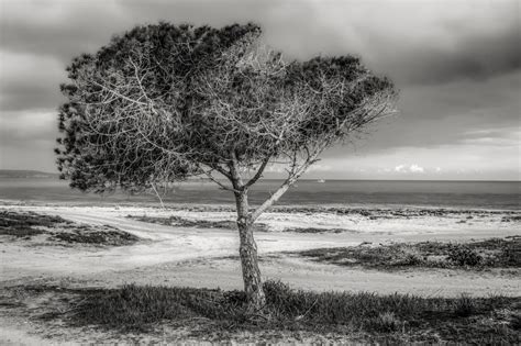 Kostenlose foto Strand Landschaft Meer Küste Baum Natur Gras