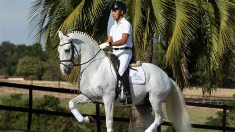 Live Rocas Do Vouga Apresentar Hist Ria Do Haras E Sua Cria O De