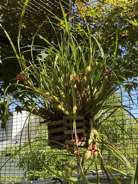 Photo Of The Entire Plant Of Coconut Orchid Maxillaria Tenuifolia