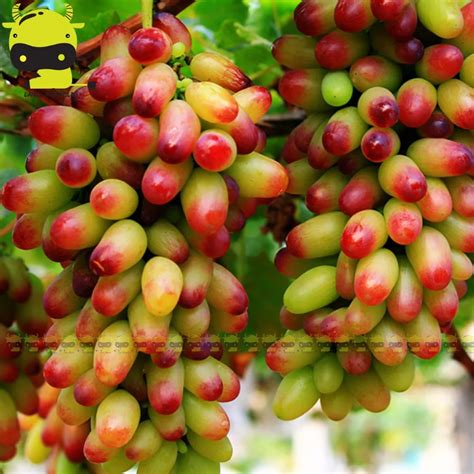 Online Buy Wholesale grapes types from China grapes types Wholesalers ...