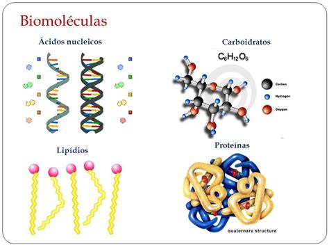 O Que S O Biomol Culas