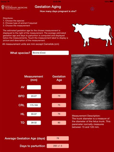 Gestation Aging Food Animal Production Medicine Uwmadison